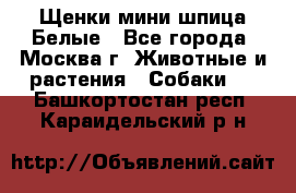 Щенки мини шпица Белые - Все города, Москва г. Животные и растения » Собаки   . Башкортостан респ.,Караидельский р-н